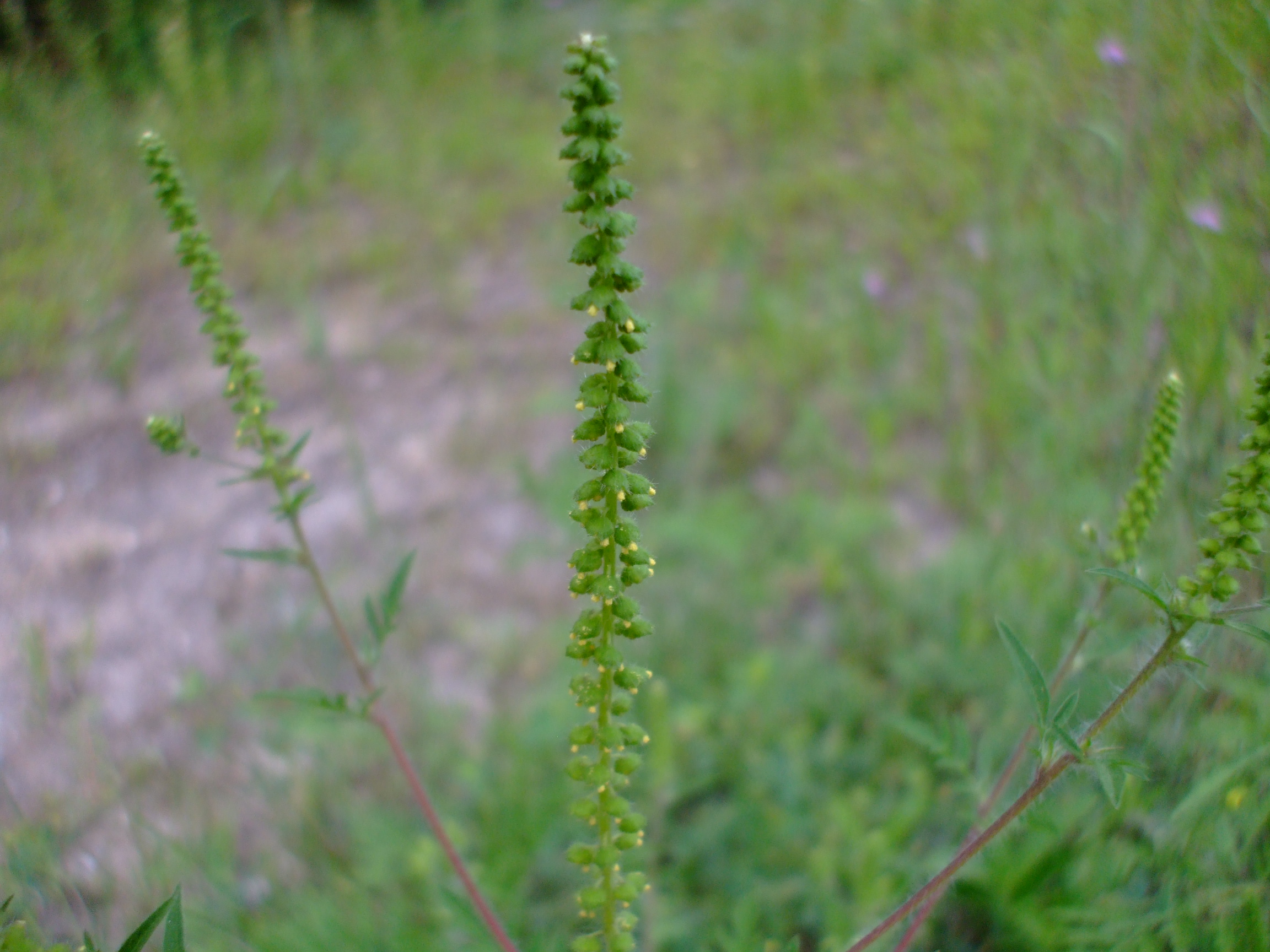 Ambrosia artemisiifolia (Common Ragweed)